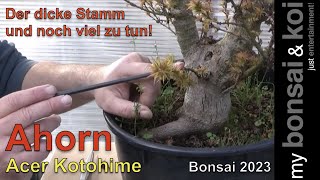 Bonsai 202362  Ahorn  Acer Kotohime  Ein dicker Stamm und noch ganz viel zu tun!