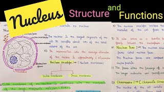 Structure and functions of nucleus || nucleus structure || cell organelle class 11