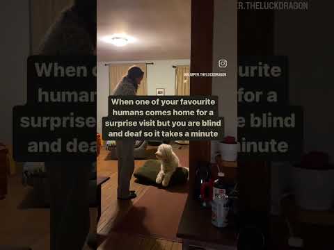 How our deaf and blind dog reacts to a surprise visit from his favourite person