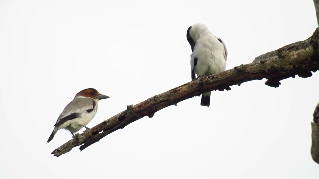 Tityra inquisitor Male and Female