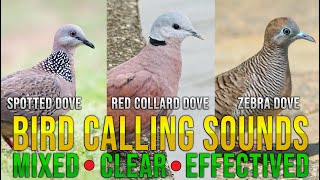 SPOTTED DOVE, RED COLLARD DOVE AND ZEBRA DOVE MIXED ℂℝ/ℂℕ ℕ ℂ