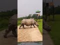 जंगल से बाहर आता हुआ गेंडा 😲||#Rhino #Wildlife #Jungle #Nature #AnimalVideo #Safari #Forest #Rhino