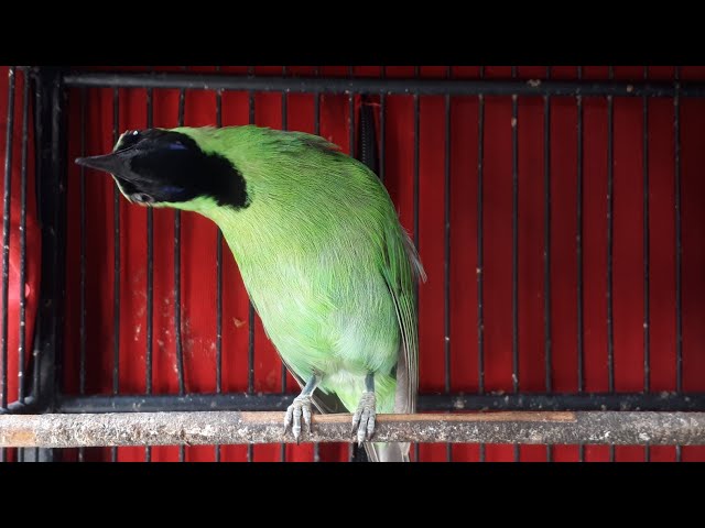 MASTERAN BOSSQU sedang live sekarang! | Suara Pancingan Burung Cucak Ijo Gacor !!! class=