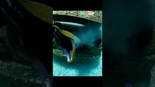 Dalgıç Derinlere Inmiş 😂