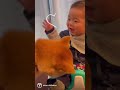 柴犬と赤ちゃん🐕👶心からありがとう✨ #shorts