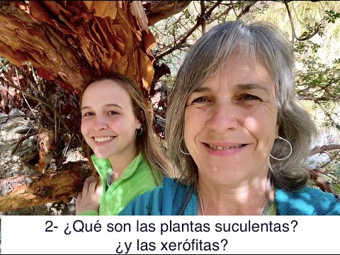 Video: ¿Qué son las xerófitas? - Tipos de plantas xerófitas para el jardín