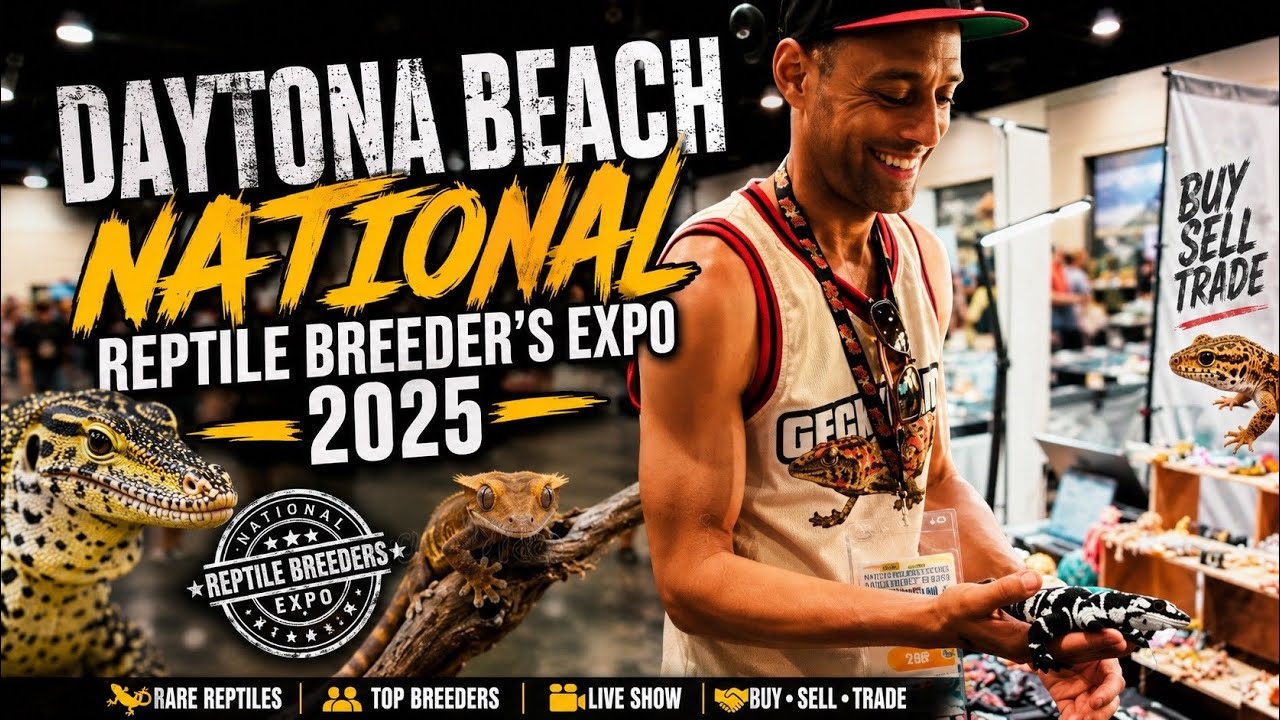 Watch Inside the Daytona Beach National Reptile Breeder’s Expo 2025 🦎🐍 | Gecko City 305 Recap on YouTube Watch Inside the Daytona Beach National Reptile Breeder’s Expo 2025 🦎🐍 | Gecko City 305 Recap on YouTube