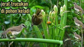 CARA MUDAH JERAT TRUCUKAN DI POHON KELADI HUTA//BIRY TRAP