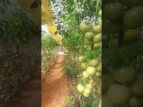 فيديو: فاكهة الطماطم المجوفة - ماذا تفعل عندما تكون نباتات الطماطم مجوفة