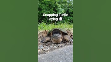 Snapping Turtle Laying 🥚 #michigan #blessed #nature #shortvideo #closeup #turtle #babies #shorts