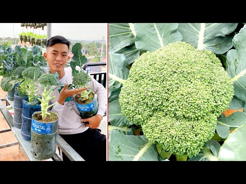 Video: W altham 29 Brokoli Nasıl Yetiştirilir: W altham 29 Brokoli Tohumu Dikmek
