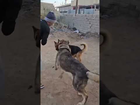 شني روك شني جاك سكار 1كون