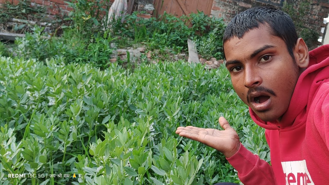 इतना जादे बाकला एक साथ 😮 मिल गया 