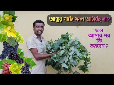 ভিডিও: আঙ্গুরের লতাতে কুঁড়ি ভাঙা কি?