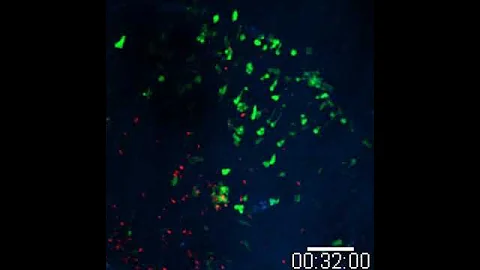 Neutrophils responding to a skin barrier breach