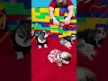 Funny Dogs Wiggles, Waggles, and Waffles have a Valentine&#39;s Day Costume party #FunnyDog #Costumes