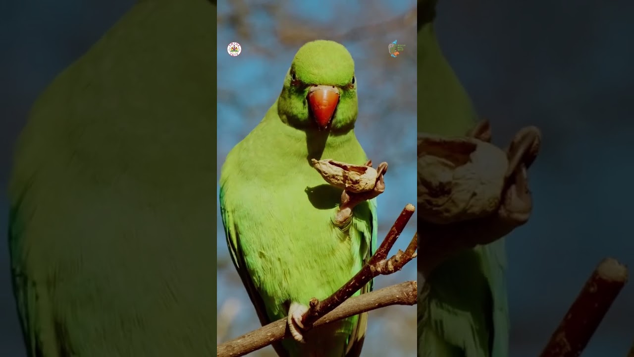 Wonderful video ofKarnataka Forest Department Karnataka Government on the occasion of 71st Wild Life