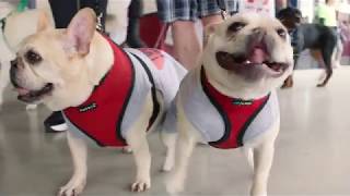 Bark in the Park Promo Video