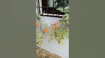 Tomato plant growing through the wall #shorts #tomato #plants #viralvideo #trending #farming #food