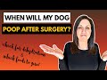 Post-Surgery Dog Hydration: Essential Tips and Foods for a Speedy Recovery