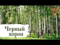 #сколот #skolot #концерт группа СКОЛОТ - Чёрный ворон (Official Video)