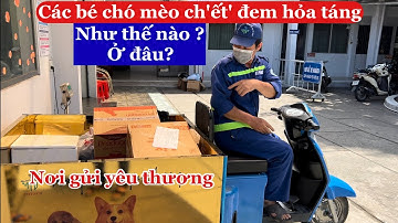 Chó,Mèo ch.ết đem hoả táng như thế nào ? ở đâu ?giá ra sao ?