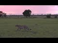 Sunset at Ulusaba