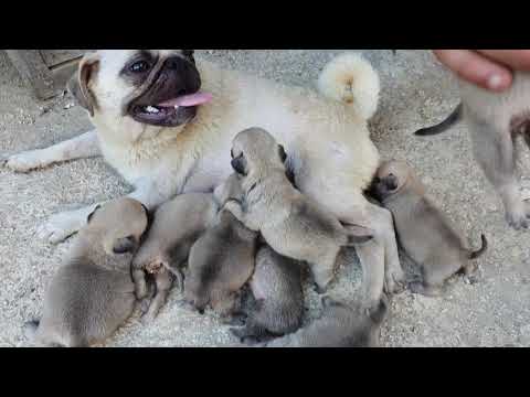 Video: Köpek Yavrusu Brody'nin 18 BB Yarası Var Ama Ruhu Kırık Değil