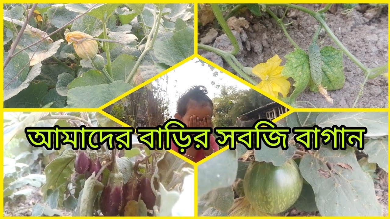 আমাদের বাড়ির সবজি বাগান// Our home garden//
