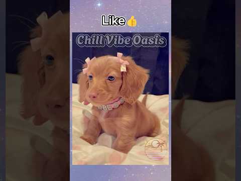Your Dog if you...🐶🐾😍 #aesthetic #dogs #cute #dog #puppies #satisfying #trending #shorts #viral