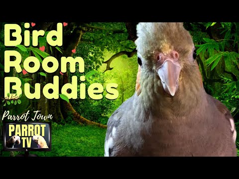 Bird Room Buddies | Keep Your Parrot Happy with Bird Room Sounds | Parrot TV for Birds🦜