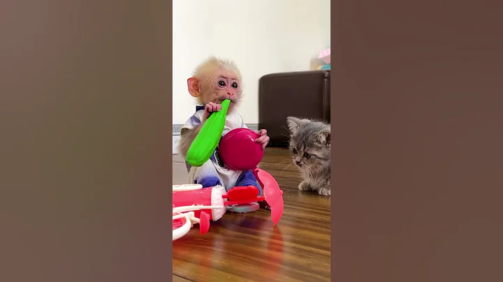 Lala happily plays with kittens #monkeysr #babyanimal #monkey #dongvat #thucung #funny  #shorts