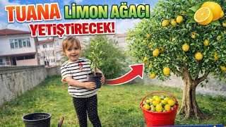 Tuana Bahçede limon Ağacı Dikti! 🌿İlk Deneme! Zeytin çekirdeğinden limon ağacına dönüşüm maceramız