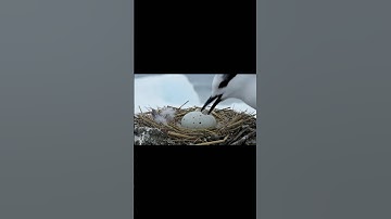 Amazing Arctic Tern  #bird #鳥 #鸟 #पक्षी #Burung #새 #Птица #Pájaro #Pássaro #طائر #Oiseau #shorts