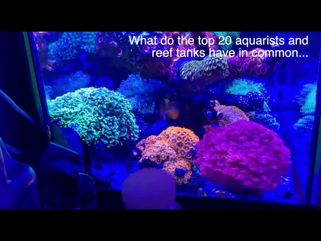 View of Saltwater Tank Parameters Important Water Parameters For Keeping A