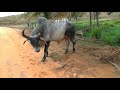 Seu Touro deu um trabalhão e quase me pegou na Hora de Levar as Vacas pro Pasto hoje.