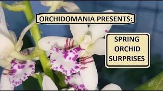 Orchidomania Presents: Spring Orchid Surprises