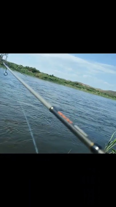 голавль на быстром течении #mvv_voblers #рыбалка #воблеры #fishing ...