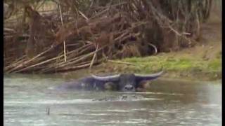 Crocodile Sizes Up Buffalo For Dinner.......