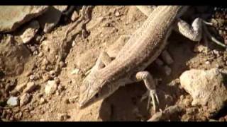 lizardTECH