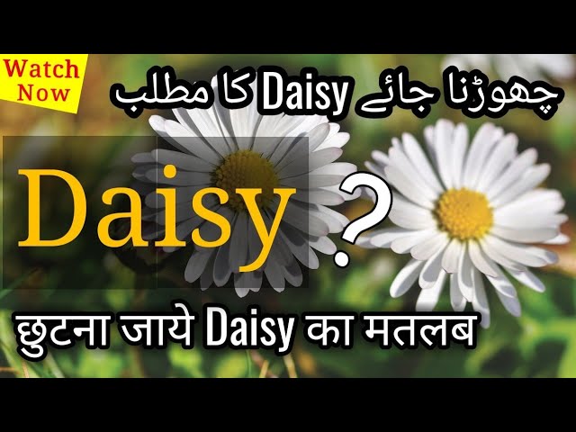 Daisy Meaning In Hindi Urdu What