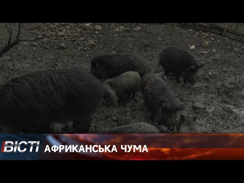 Африканська чума на Прикарпатті