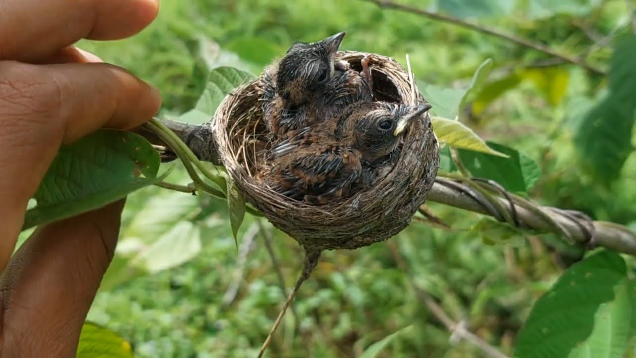 Panen anakan burung srikatan dan anakan burung kekep babi‼️