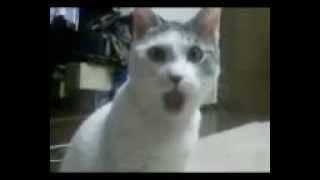 Смешной кот Смешной кот