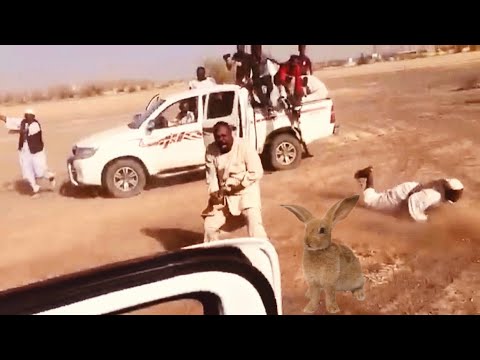 لا تفوتك صيد الارنب البري بالكلاب السلوقي في السودان وتنتهي بفرحه كبيره