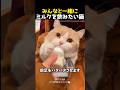 みんなと一緒にミルクを飲みたい猫