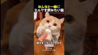 みんなと一緒にミルクを飲みたい猫
