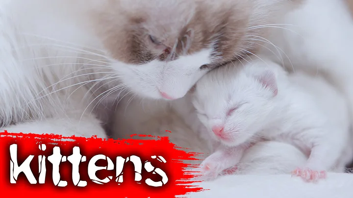 Video 7001051: british cat, funny love kitten, cat lovers, cat living