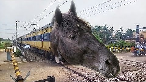 Super Speedy HORSE MEMU Train : Dangerous & Furious Moving Throughout Railgate