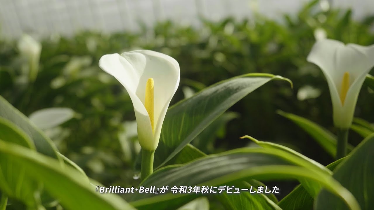千葉の新しいカラー Brilliant・Bell】「スリムかわいい。あたらしい白